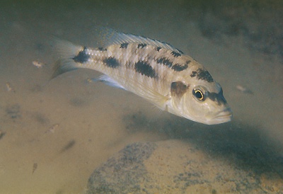 Otopharynx brooksi 'Boadzulu Island'